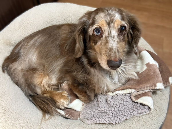 小型犬ミニチュアダックスフンドペットホテル