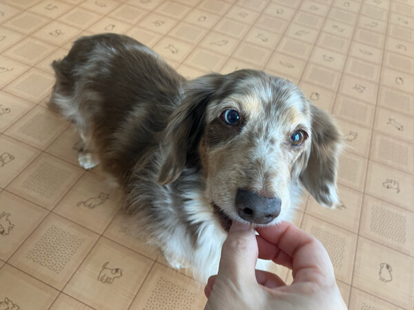 小型犬ミニチュアダックスフンドペットホテル