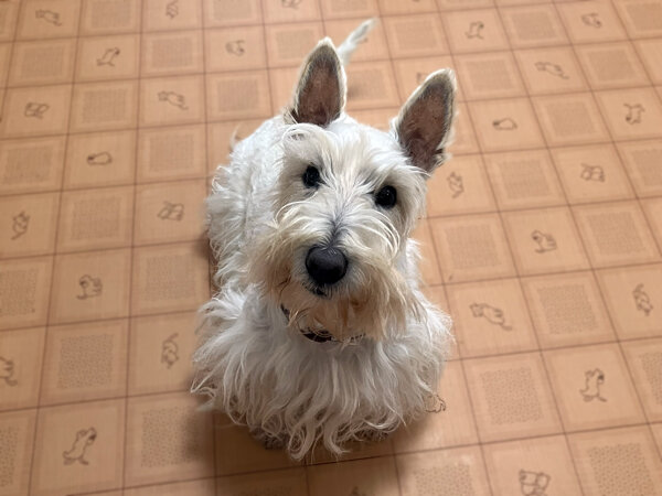 小型犬スコティッシュテリアペットホテル