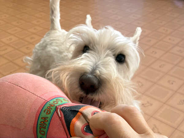 小型犬スコティッシュテリアペットホテル