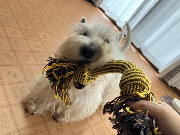 小型犬スコティッシュテリアペットホテル