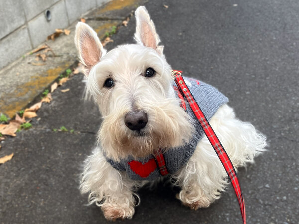 小型犬スコティッシュテリアペットホテル