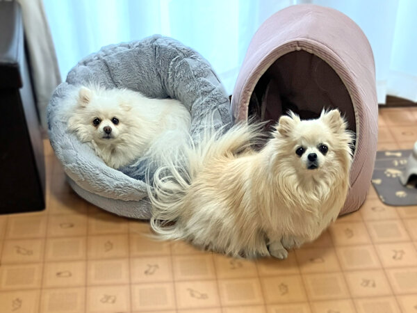 小型犬ポメチワ、ポメラニアンペットホテル