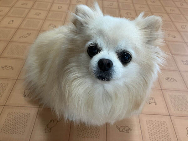 小型犬ポメチワ、ポメラニアンペットホテル