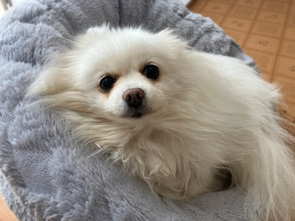 小型犬ポメチワ、ポメラニアンペットホテル