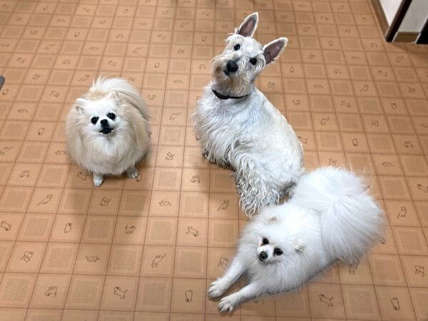 小型犬ポメチワ、ポメラニアンペットホテル