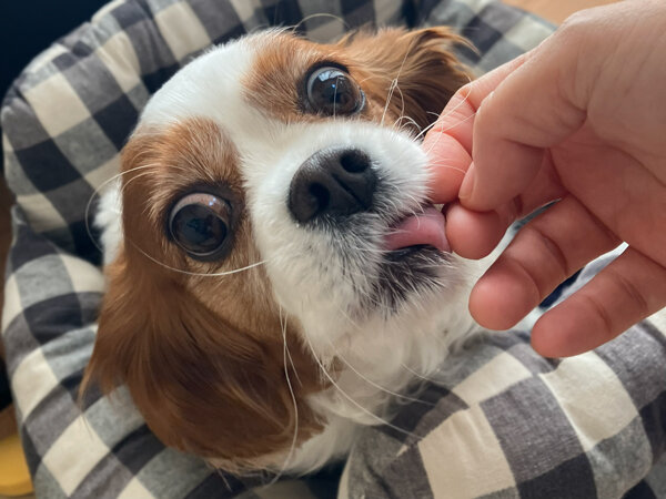 小型犬キャバリアペットホテル