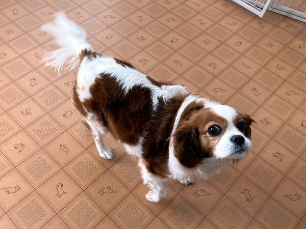 小型犬キャバリアペットホテル