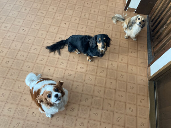 小型犬キャバリアペットホテル