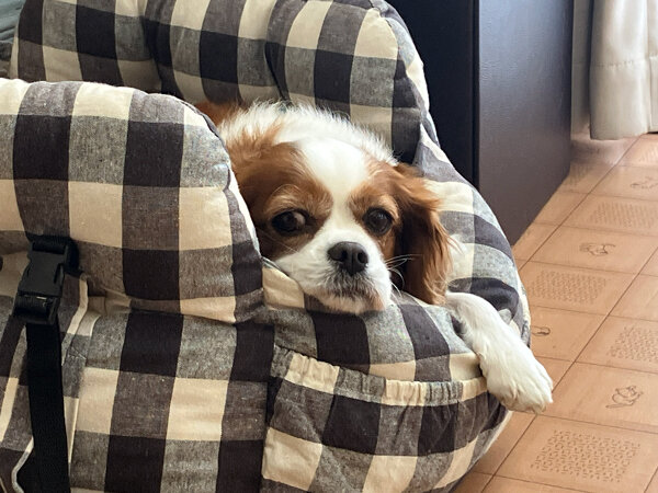 小型犬キャバリアペットホテル