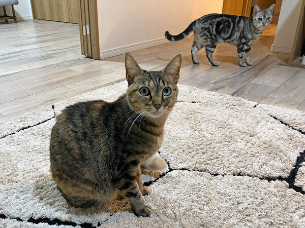 猫ペットシッター