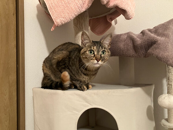 猫ペットシッター