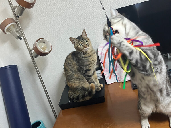 猫ペットシッター