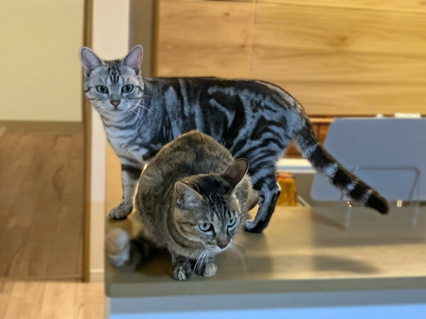 猫ペットシッター