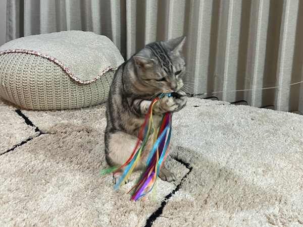 猫ペットシッター