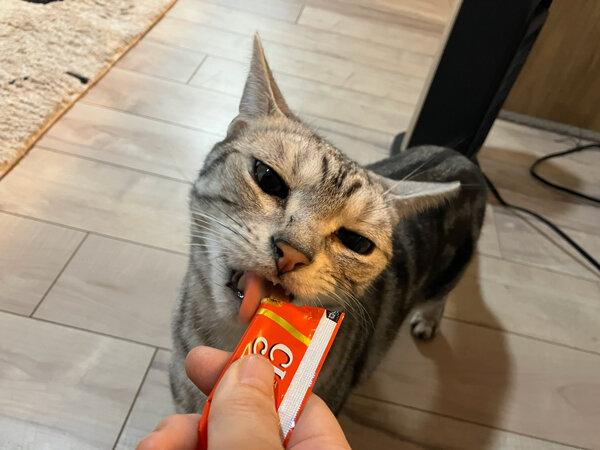 猫ペットシッター