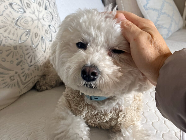 小型犬マルチーズ×トイプードルペットシッター