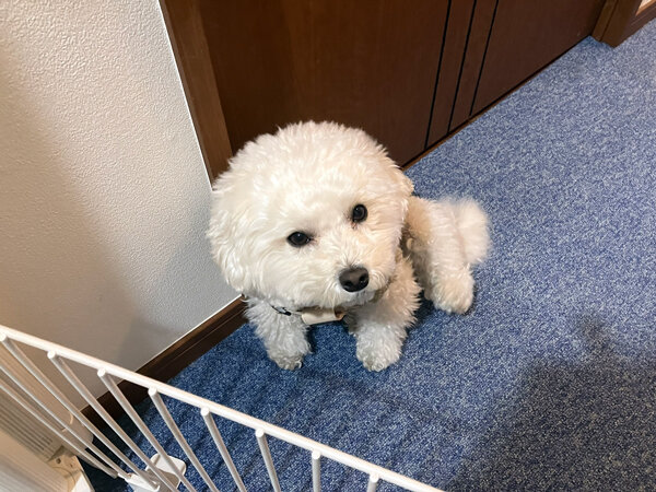 小型犬マルチーズ×トイプードルペットシッター