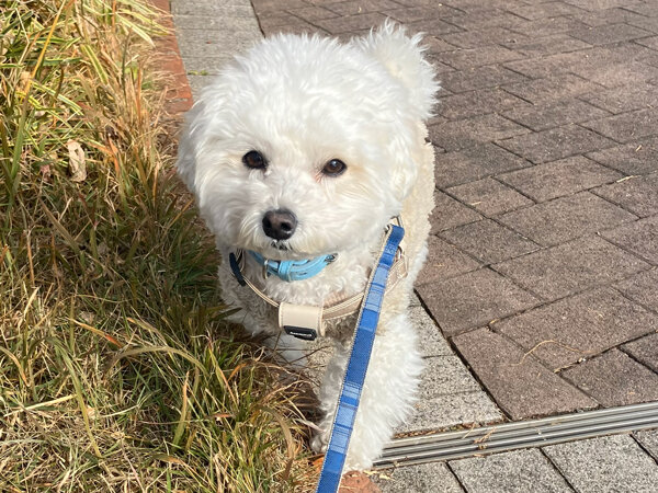 小型犬マルチーズ×トイプードルペットシッター