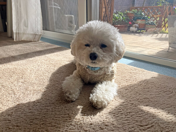 小型犬マルチーズ×トイプードルペットシッター