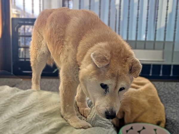 柴犬ペットシッター