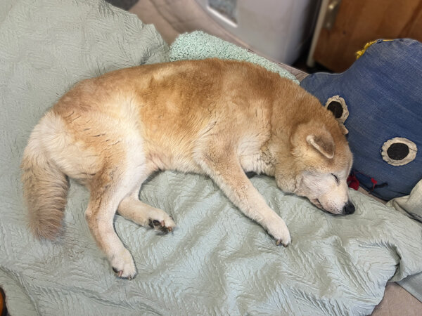 柴犬ペットシッター