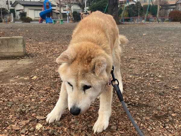 柴犬ペットシッター