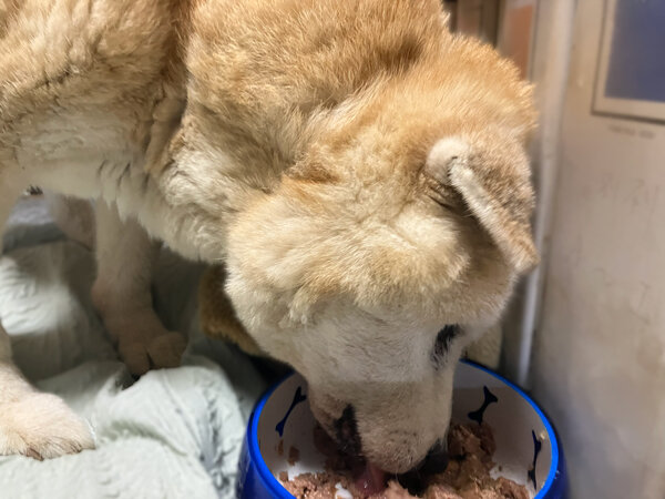 柴犬ペットシッター