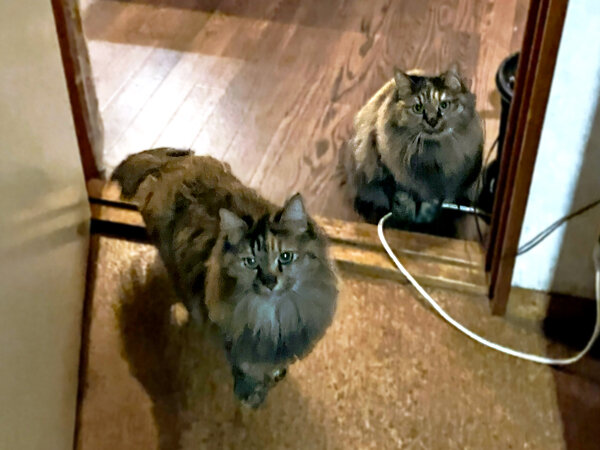 猫ペットシッター