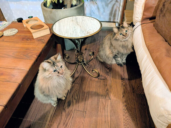 猫ペットシッター