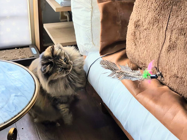 猫ペットシッター