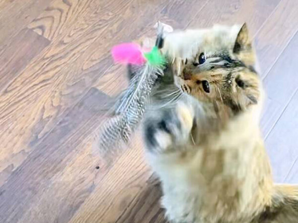 猫ペットシッター