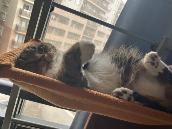 マンチカン猫ペットシッター