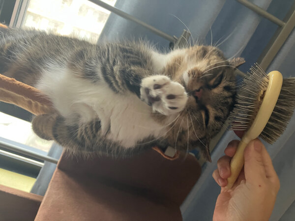 マンチカン猫ペットシッター