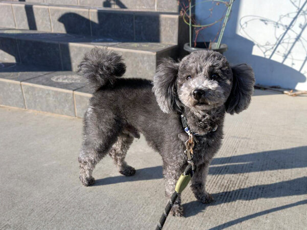 小型犬トイプードルペットシッター