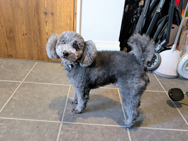 小型犬トイプードルペットシッター