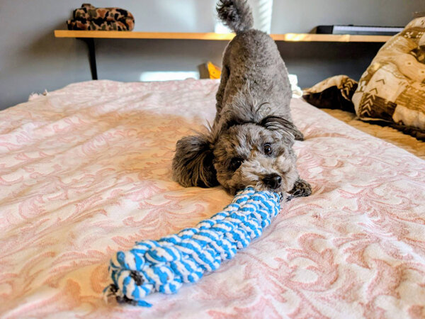 小型犬トイプードルペットシッター