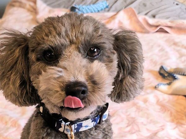 小型犬トイプードルペットシッター