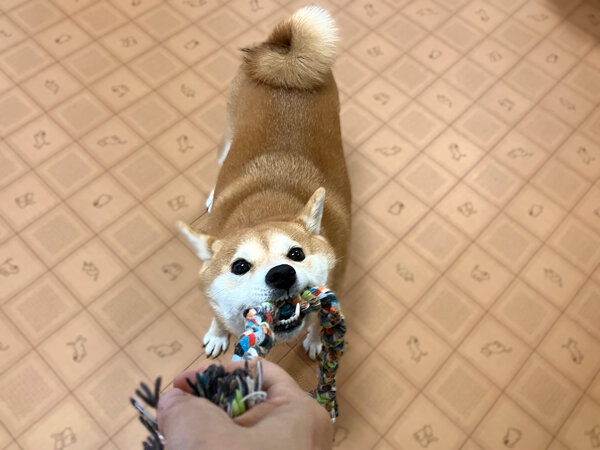 小型犬豆柴ペットホテル