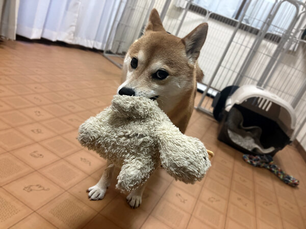 小型犬豆柴ペットホテル