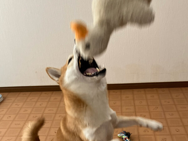 小型犬豆柴ペットホテル