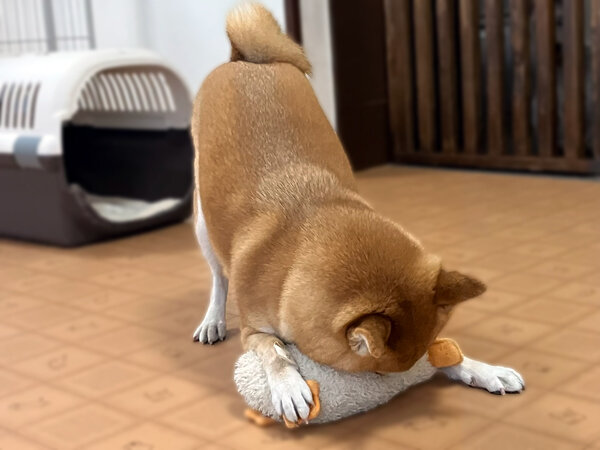 小型犬豆柴ペットホテル