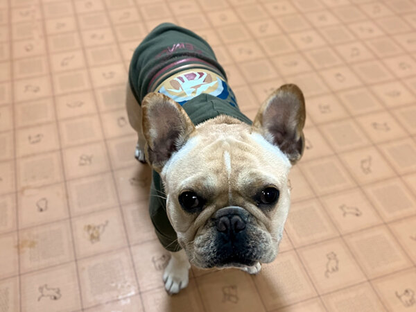 中型犬フレンチブルドッグペットホテル