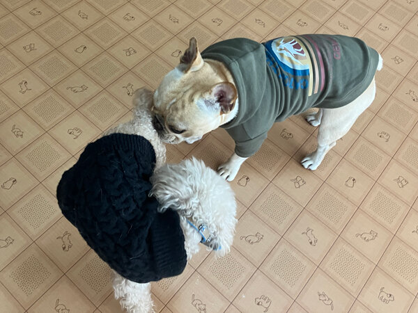 中型犬フレンチブルドッグペットホテル