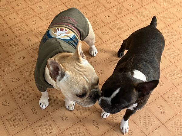 中型犬フレンチブルドッグペットホテル