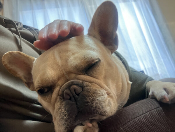 中型犬フレンチブルドッグペットホテル