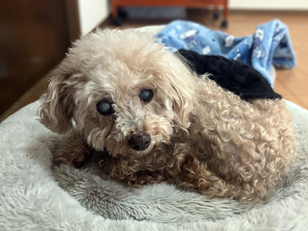 小型犬トイプードルペットホテル