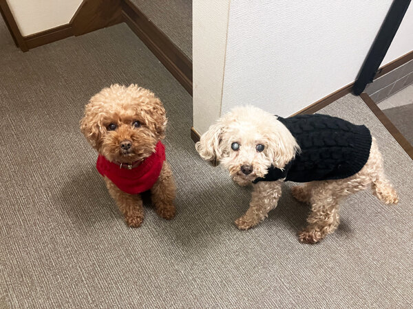 小型犬トイプードルペットホテル