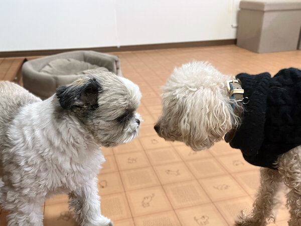小型犬トイプードルペットホテル