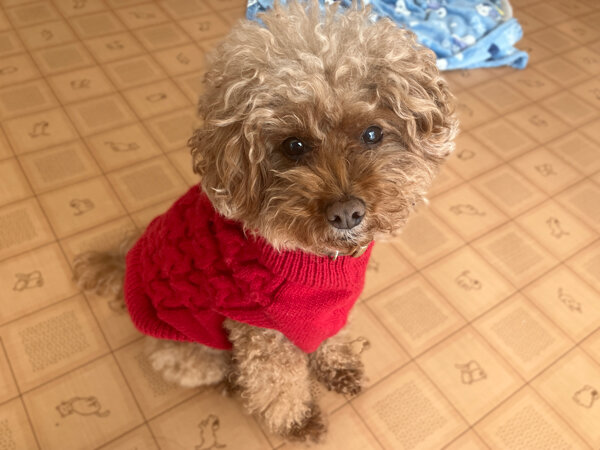 小型犬トイプードルペットホテル